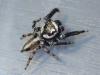 Evarcha bulbosa